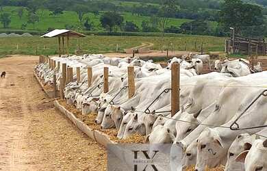 Imagem 11: Fazenda em Andrequicé. Churrasqueira, Varandae900.000.000m² de Área