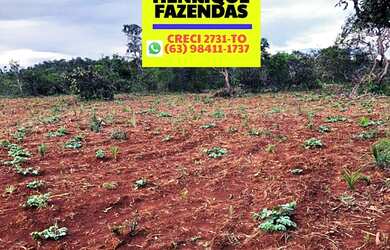 Imagem 5: Fazenda 45 km de Palmas lavoura e pecuária