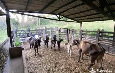 Imagem 10: Fazenda à venda, 897336 m² por R$ 3.500.000,01 - Zona Rural - Itanagra/BA