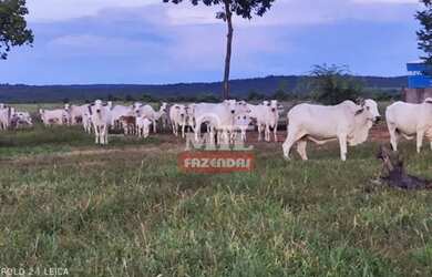 Imagem: A fazenda está localizado em Paranã, TO à venda por R$7.920.000