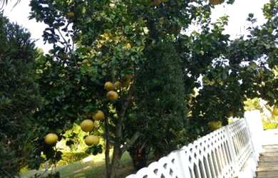 Imagem 16: Nazaré Paulista - Chácara - Municipal dos Ferreiras