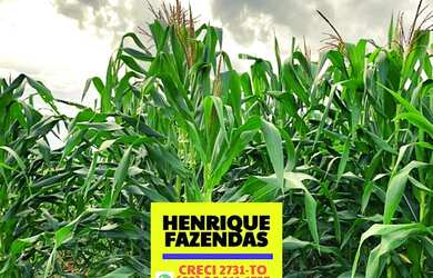 Imagem 2: Fazenda 45 km de Palmas lavoura e pecuária