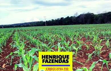 Imagem 13: Fazenda 45 km de Palmas lavoura e pecuária