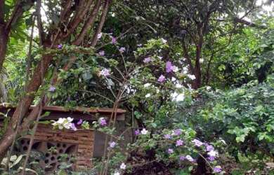 Imagem 3: Vila Velha - Casa Padrão - Balneario Ponta da Fruta