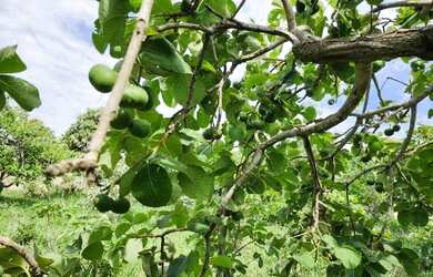 Imagem: A chácara possui 3.000m² de Área e está localizado em Parque