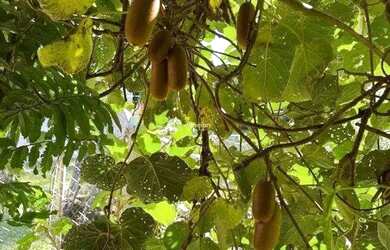 Imagem 14: Casa próxima a Prefeitura de Itaara - RS