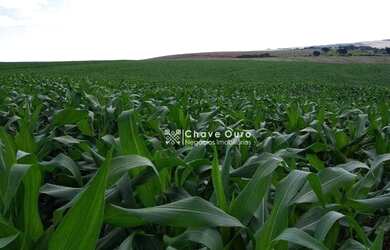 Imagem 2: Área à venda, 266200 m² por R$ 8.000.000 - Zona Rural - Ceu Azul/PR