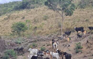 Imagem 8: Oportunidade fazenda de 85 hectares por apenas 370 mil