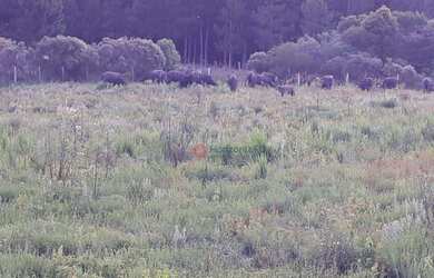 Imagem 5: Fazenda à venda, 120 alqueires por R$ 4.200.000 - Guará - Guarapuava/PR