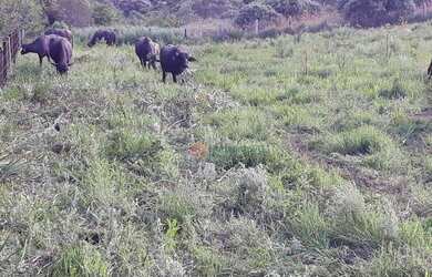 Imagem 16: Fazenda à venda, 120 alqueires por R$ 4.200.000 - Guará - Guarapuava/PR