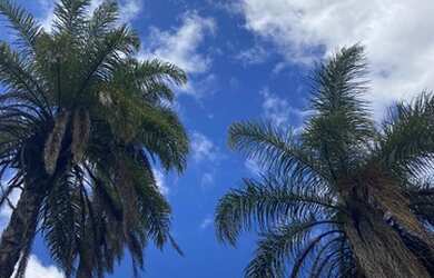 Imagem 1: Chácaras com água corrente cercadas por muito verde em Juatuba - MG
