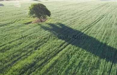 Imagem 8: Sítio com 11 alqueires para agricultura Nogueira Imóveis Rurais