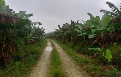 Imagem: Sítio 2 alqueires Bananal Rio Banhistas- Willian Ricardo