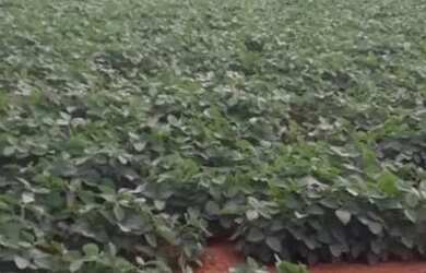 Imagem: A fazenda possui Imóvel novo e está localizado em Centro