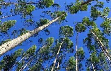 Imagem 7: Fazenda à venda, 897336 m² por R$ 3.500.000,01 - Zona Rural - Itanagra/BA