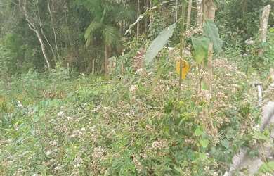 Imagem 6: Lindo terreno abaixo do valor de mercado apenas 47 mil reais