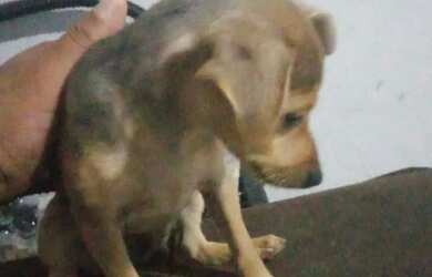 Imagem: Pincher número 1