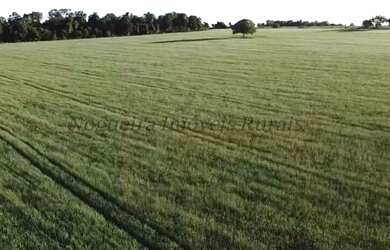 Imagem 7: Sítio com 11 alqueires para agricultura Nogueira Imóveis Rurais