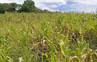 Imagem: Lote de 500 m² em Ibiúna para morar ou investir