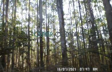 Imagem 6: EXTRAORDIONÁRIO TERRENO DE 35,6 HA PARA LAVOURA EM CARANDAI/MG