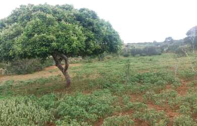 Imagem 6: Fazenda em poções BA. 250.000m² de Área Privada