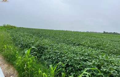 Imagem: A fazenda possui 1150-0m² de Área e está localizado em Diamantino