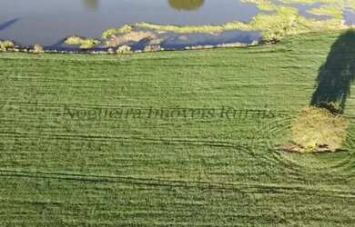 Imagem 4: Sítio com 11 alqueires para agricultura Nogueira Imóveis Rurais