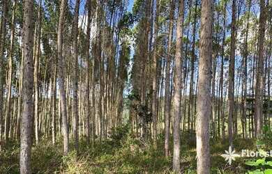 Imagem 6: Fazenda à venda, 897336 m² por R$ 3.500.000,01 - Zona Rural - Itanagra/BA