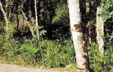 Imagem 3: Terreno para Venda em Nova Petrópolis, Linha Imperial