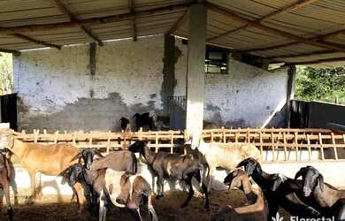 Imagem 11: Fazenda à venda, 897336 m² por R$ 3.500.000,01 - Zona Rural - Itanagra/BA