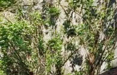 Imagem 10: Casa a venda no Jaguaré. Varanda, Imóvel novo, 55m² de Áreae1 Banheiro