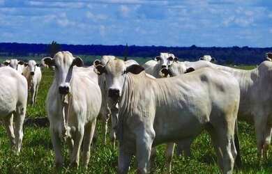 Imagem: A fazenda está localizado em São Miguel do Araguaia, GO à
