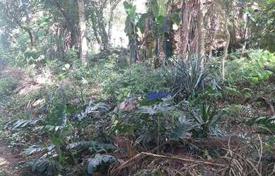 Imagem 2: Granja Viana - Terreno à venda, 563 m² por R$ 195.000 - Granja Carneiro...