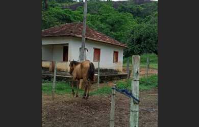 Imagem 4: Vendo sitio 14 alqueires localizado em Colônia, São Fidélis/Rj