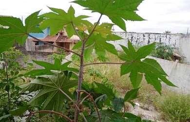 Imagem 14: Maravilhosa casa vazia, única no terreno, frente de rua em excelente...