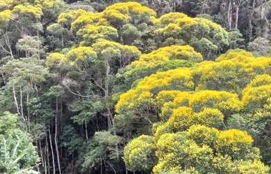 Imagem 2: 6 Alqueires 29,4 ha. 282.000m² de Área