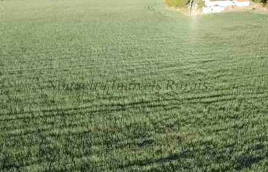 Imagem 6: Sítio com 11 alqueires para agricultura Nogueira Imóveis Rurais