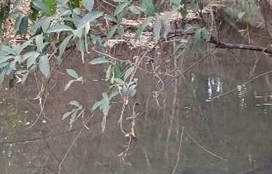 Imagem 14: Chácara em Aragoiania. Piscina