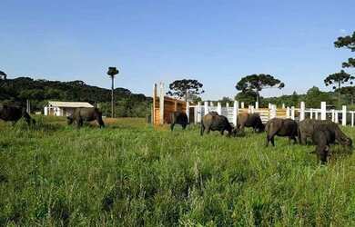 Imagem 15: Fazenda à venda, 120 alqueires por R$ 4.200.000 - Guará - Guarapuava/PR