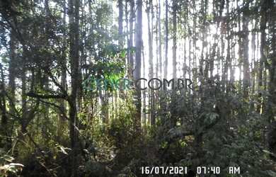 Imagem 4: EXTRAORDIONÁRIO TERRENO DE 35,6 HA PARA LAVOURA EM CARANDAI/MG