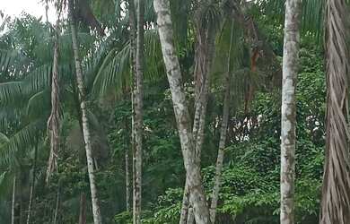 Imagem: A casa possui 1 Dormitório e está localizado em Tenoné