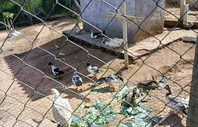 Imagem 8: Chácara 1300 metros - 220 mil