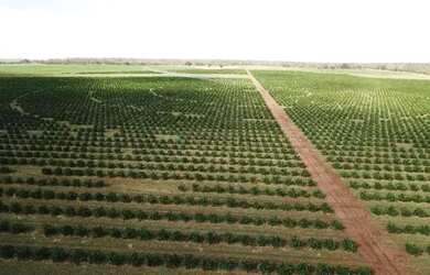 Imagem 6: fazenda de 158,33 hectares na região da cidade de Votuporanga