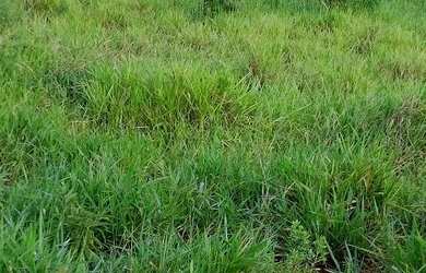 Imagem 4: Terreno área rural. 3.000m² de Área