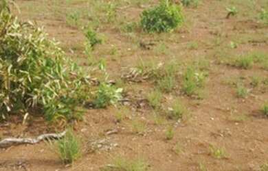 Imagem 8: . Fazenda 235 alqueires Especial para soja no Vale do Araguaia TO