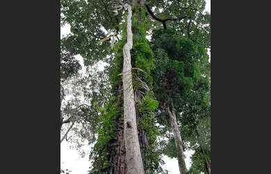 Imagem: A fazenda está localizado em Arapixuna, Mojuí Dos Campos à