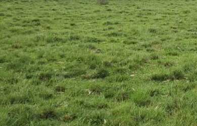 Imagem 6: VENDO FAZENDA DE 900 HECTARES EM CAÇAPAVA RIO GRANDE DO SUL