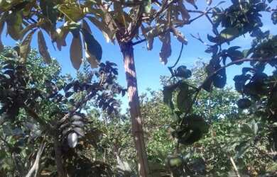 Imagem 2: Terreno1250 metros pantaime enfrente São José da lagoa Lá no posto...