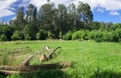 Imagem: O terreno possui 20.000m² de Área e está localizado em Flores