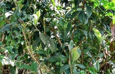 Imagem 12: CHACARA NO JACEGUAVA 1000 METROS QUADRADOS NO JACEGUAVA